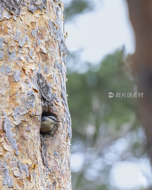 欧亚坚果鸟，欧洲Sitta europaea，从巢洞里窥视